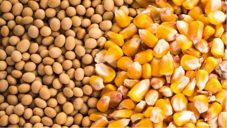 母牛产前奶水不足治疗方法,母牛产后奶水不足中药处方