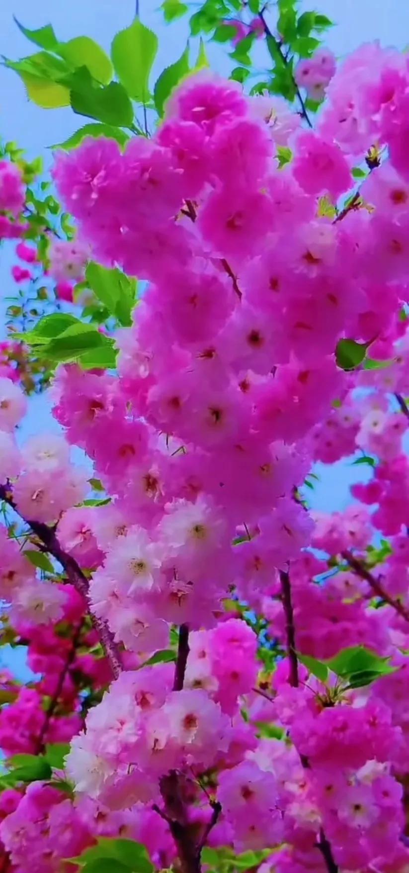 最新最美花儿高清图片,五颜六色的花儿真漂亮