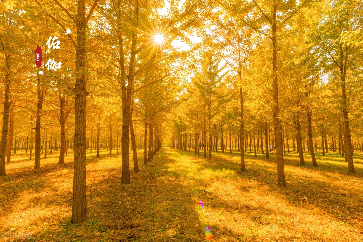 没想到济南的秋天竟然可以这样美,秋天济南哪个景区最美