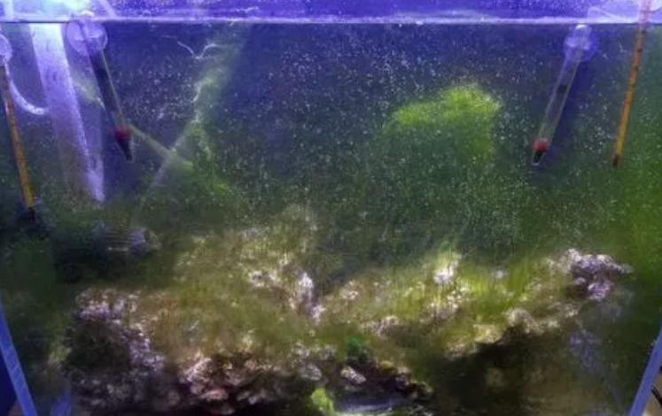 鱼缸玻璃长青苔怎么回事,鱼缸玻璃上长绿苔是怎么回事