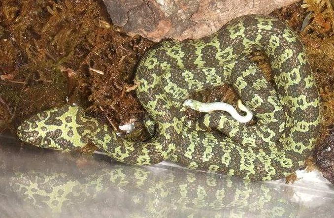 1989年，他发现价值百万的莽山烙铁头，被咬20多次，如今生活怎样