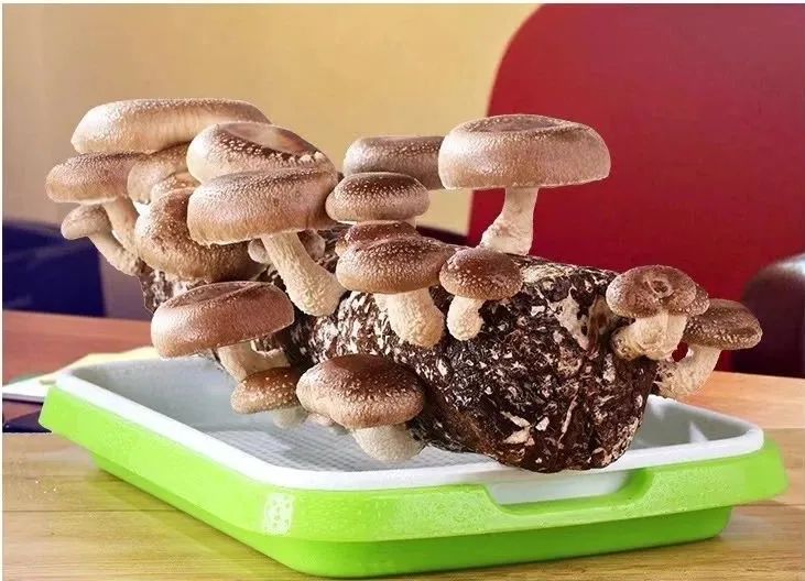 食用菌蘑菇的危害,食用菌是骗局吗能治病吗