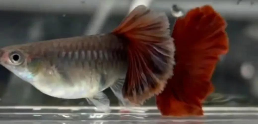 有一种鱼叫孔雀鱼,与孔雀鱼相似的鱼