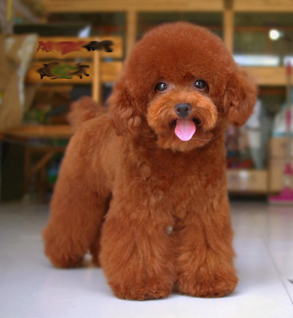 不掉毛的小型狗,新手养啥小型狗