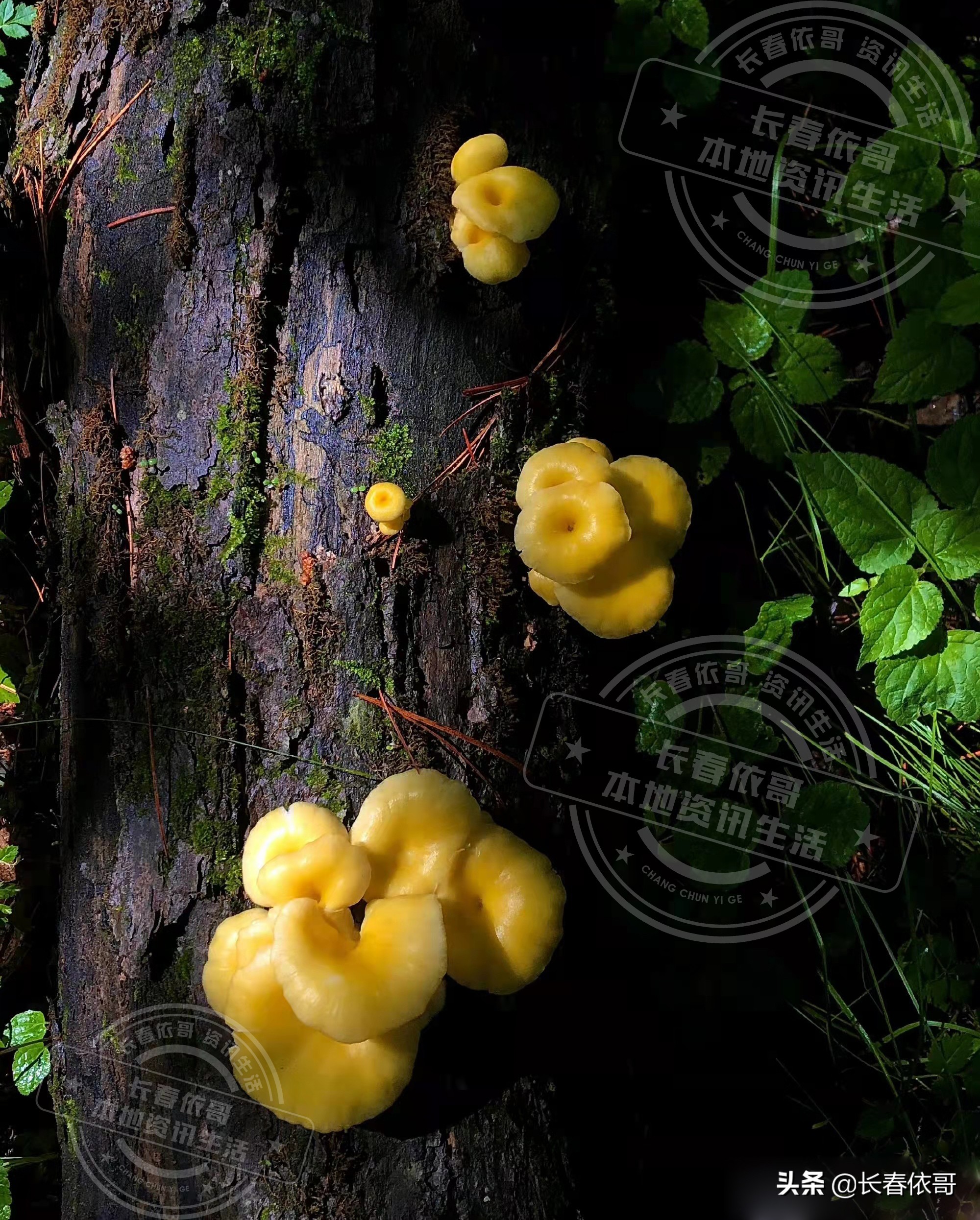 东北榛蘑排名前十的蘑菇,山珍长白山特产榆黄蘑