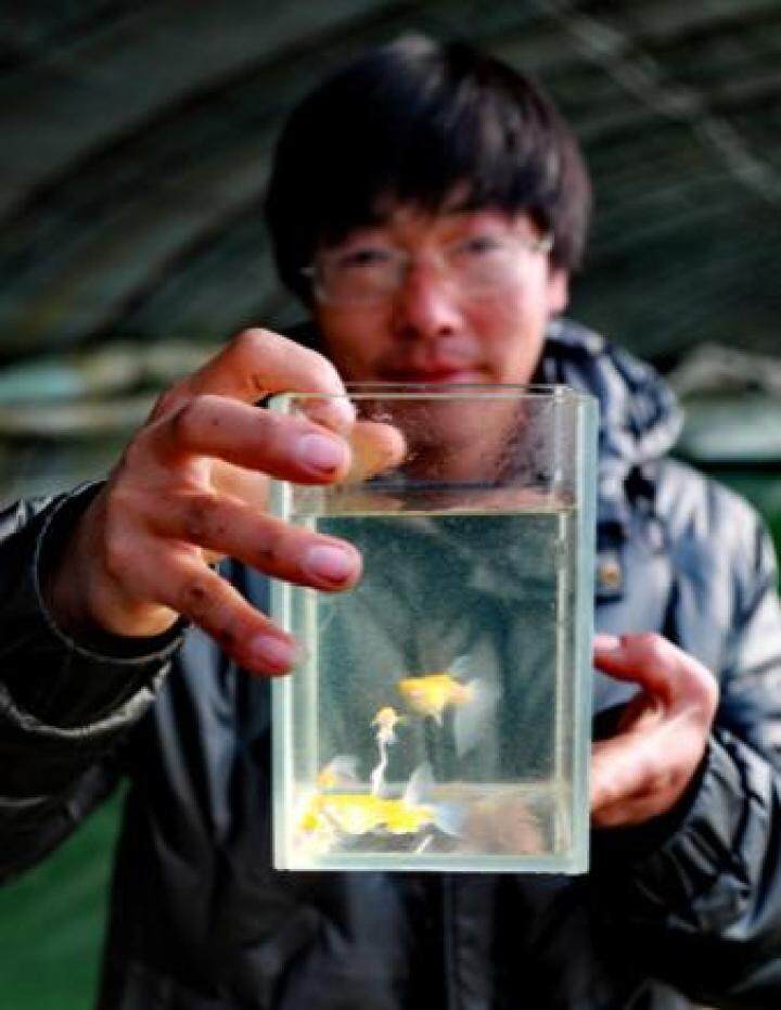 养殖观赏鱼做副业,养殖热带鱼致富