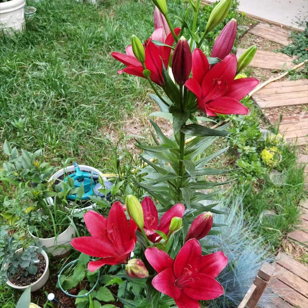 百合花开花谢了后要怎么处理,百合花谢之后还需要浇水施肥吗