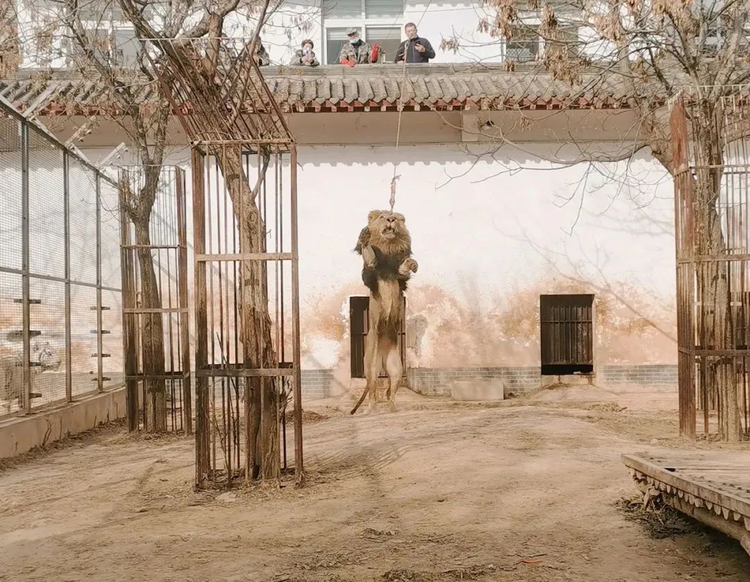 王城公园最新消息今天直播,洛阳王城公园最新通知