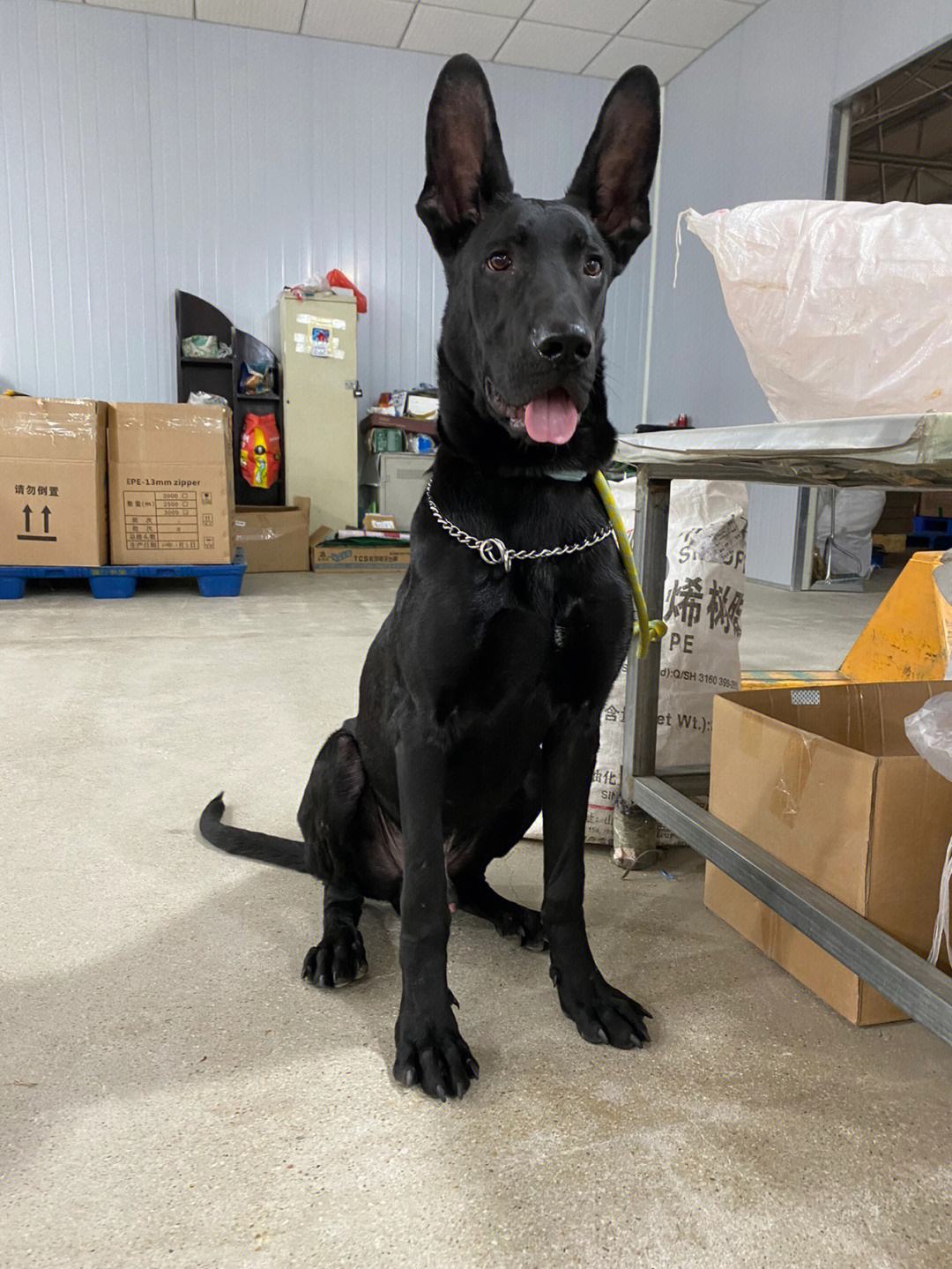 30种常见犬图片,40种常见名犬图片