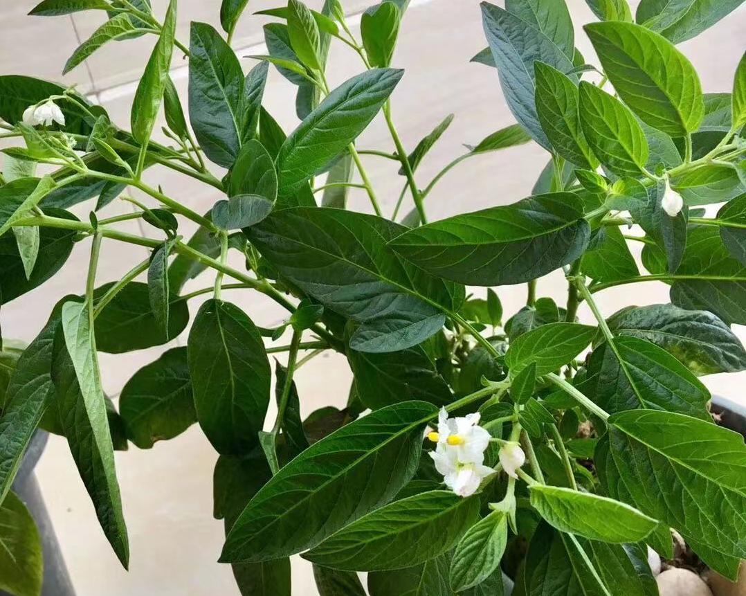 冬季阳台可以种的水果,北方阳台适合种的水果