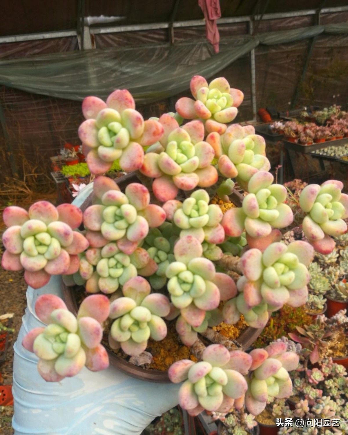 好养皮实的多肉品种推荐,新手小白养多肉哪个品种好养