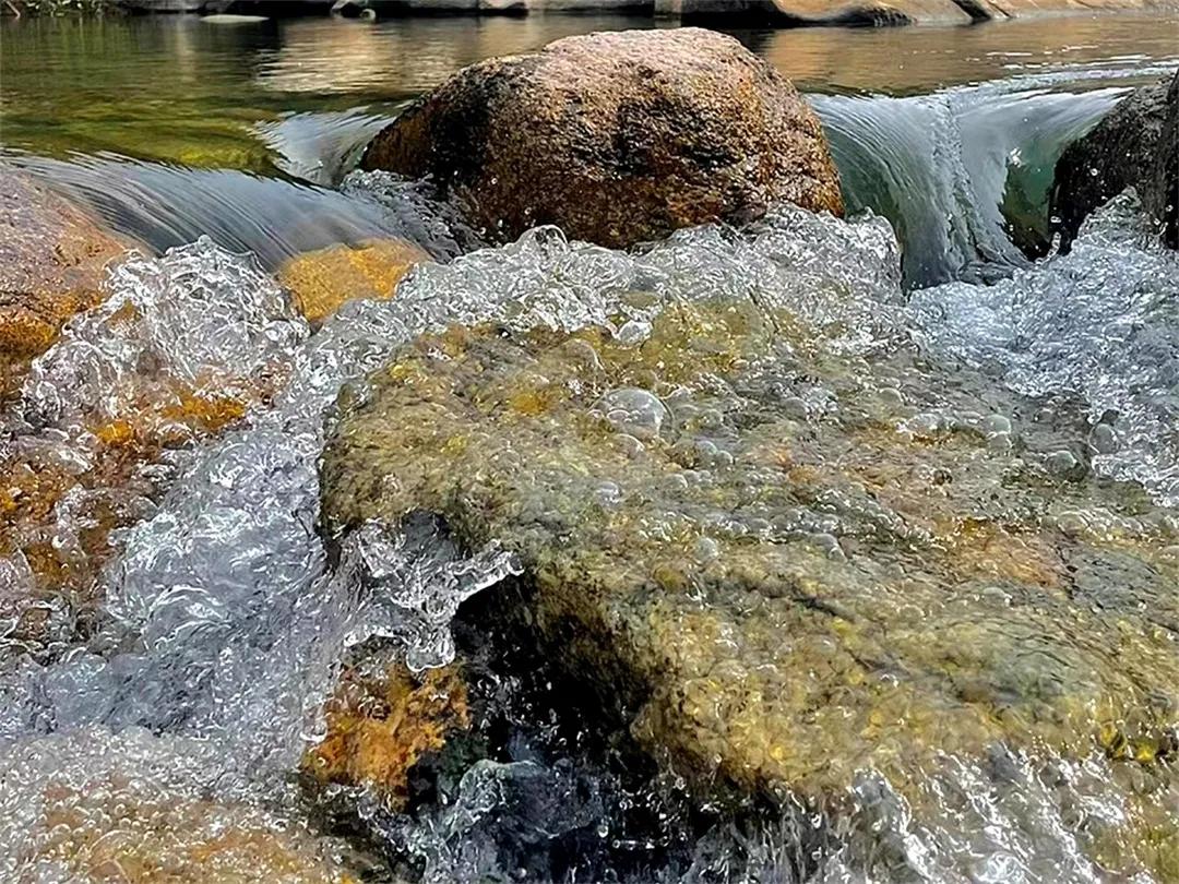 广州从化赏荷花胜地,从化草埔荷花