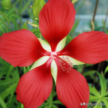 花有手掌大，能开半年，是污水治理的能手，还是绿化工程的香饽饽