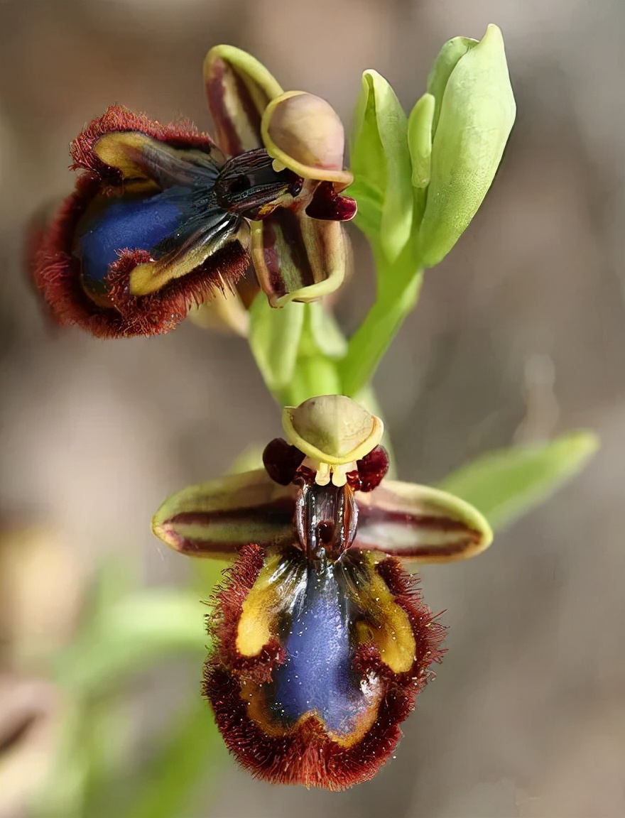 快来看看，兰花的世界真奇妙|壹木星球No.14
