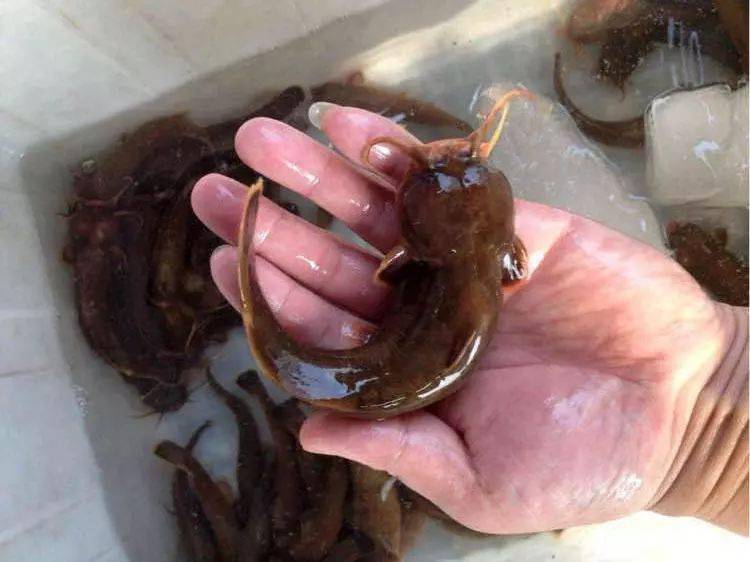 渐渐消失的五种鱼,消失的十二种河鲜