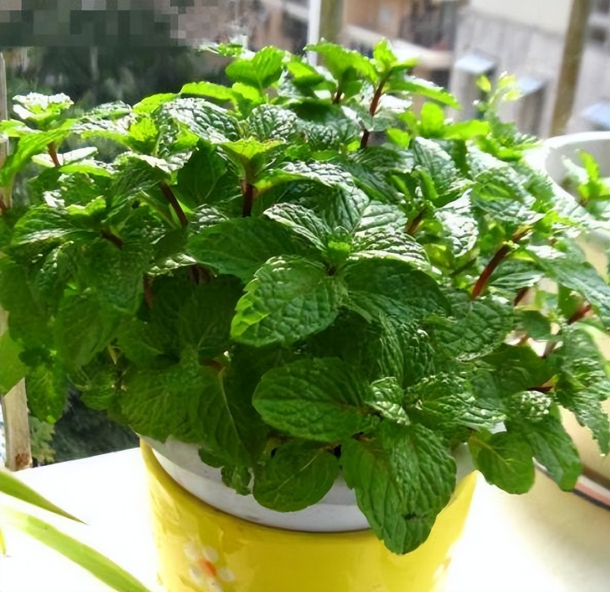 助睡眠的植物有哪些,能促睡眠的植物