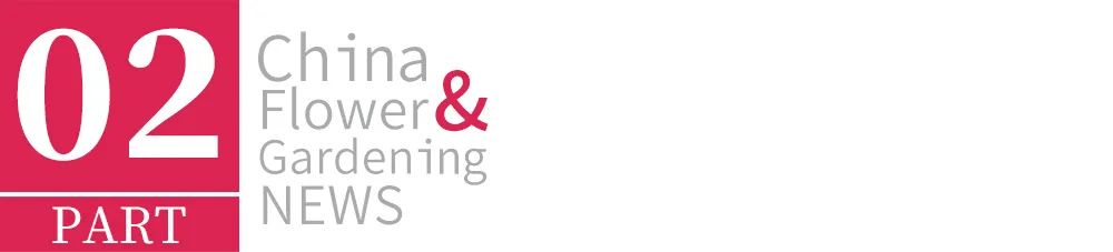 槐树的花吃了有毒吗,槐树花开花有毒吗