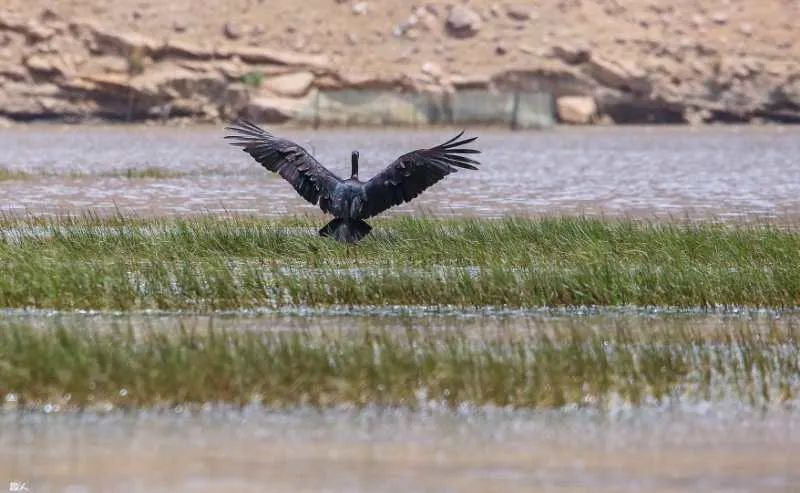 鸿雁巴彦淖尔市市歌,歌声里的内蒙古