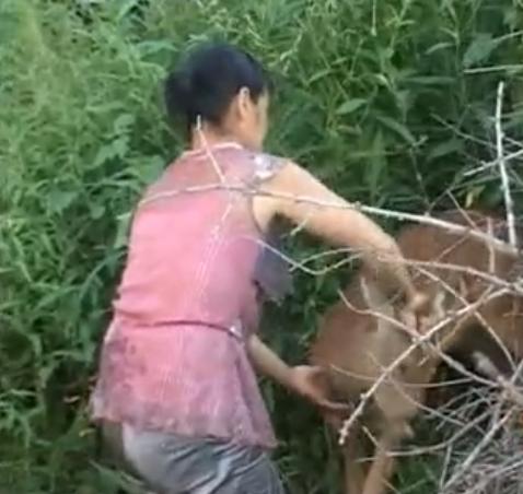 吉林男子救助傻狍子,吉林男子救助动物