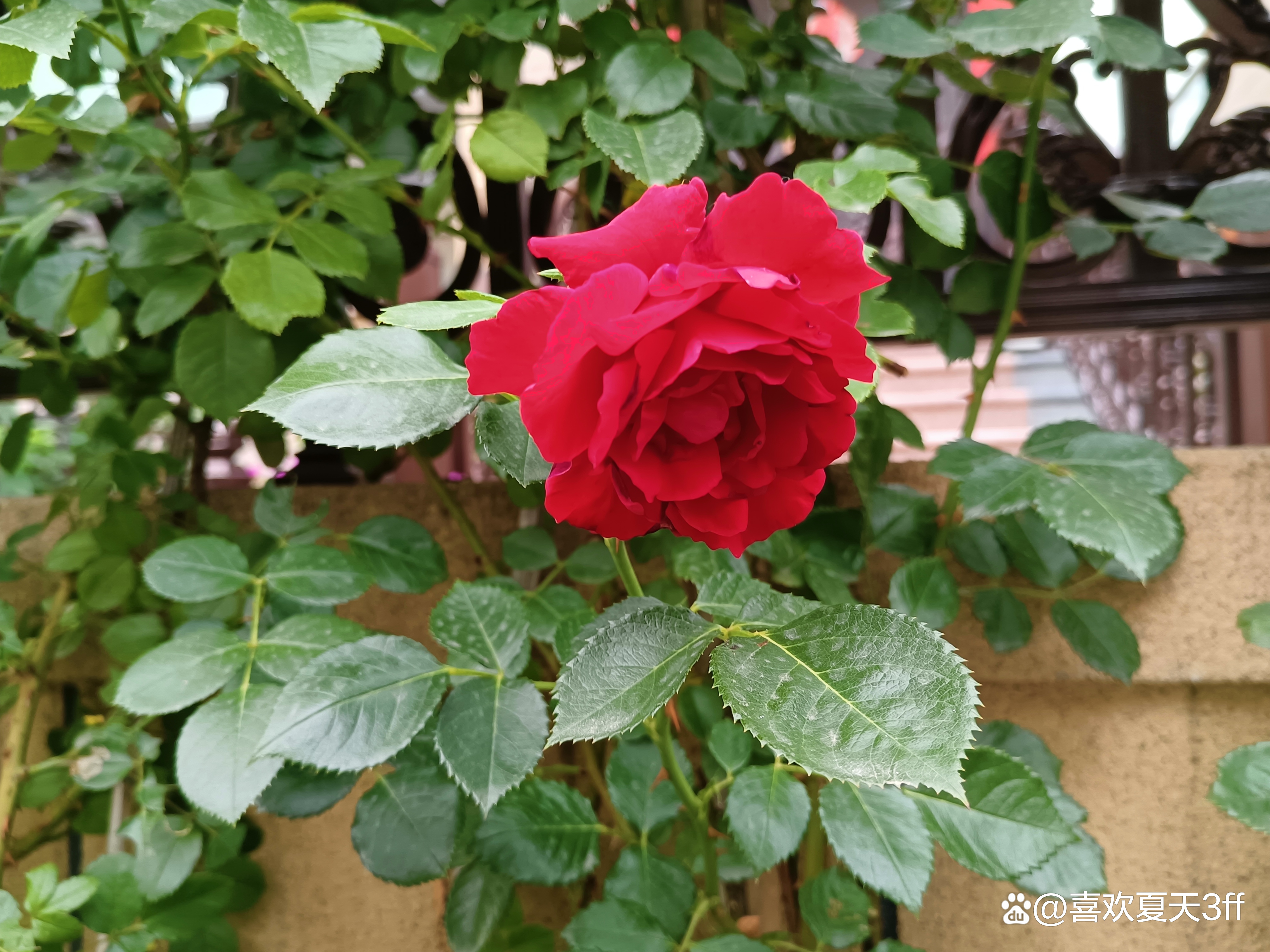 六月的鲜花绚丽多彩,七月的鲜花格外的娇艳