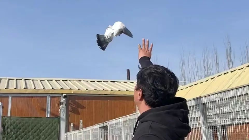 农村养殖鸽子致富视频,鸽子养殖怎样延伸产业链