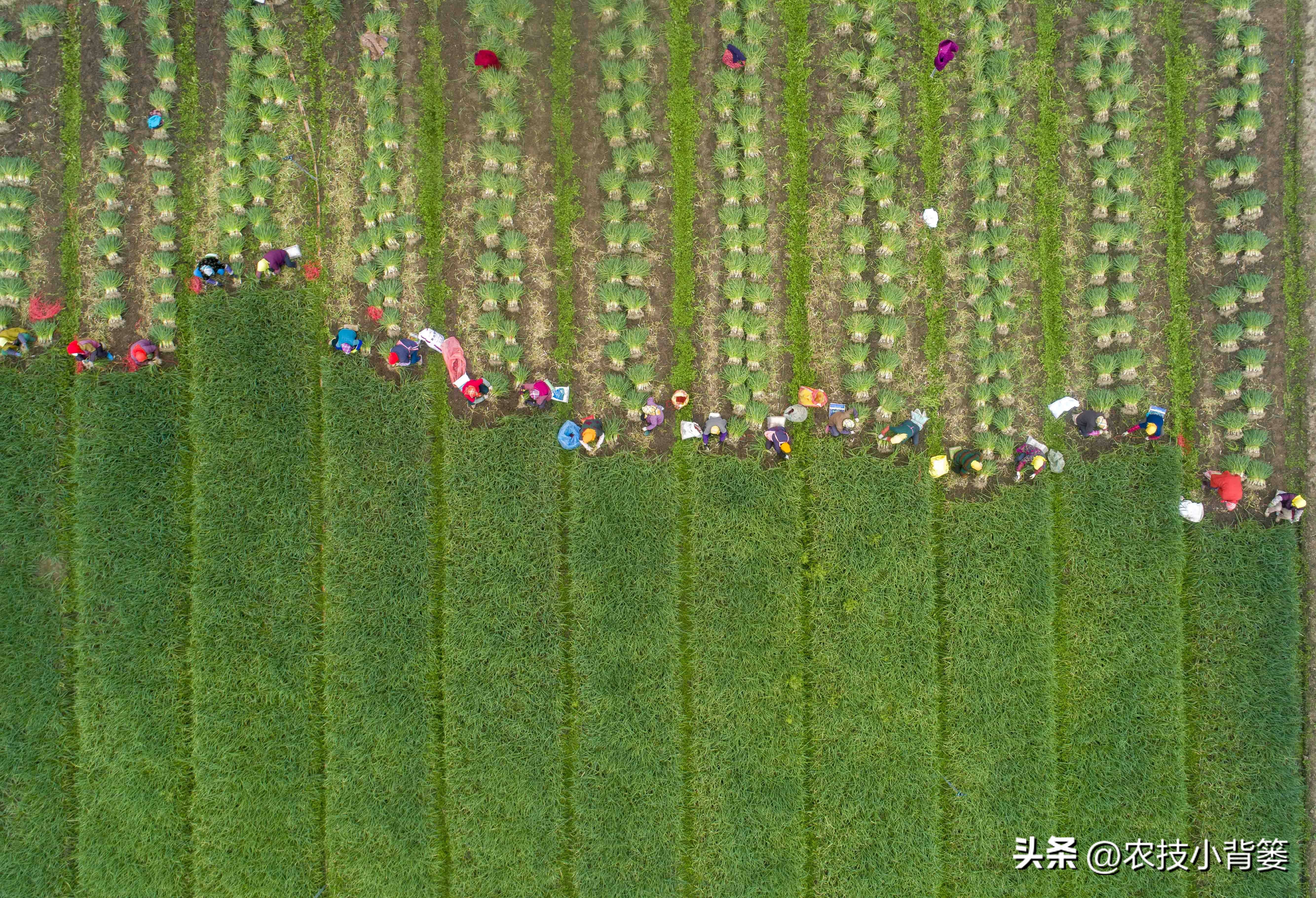 小香葱的种植方法与时间,小香葱播种多久可以采收