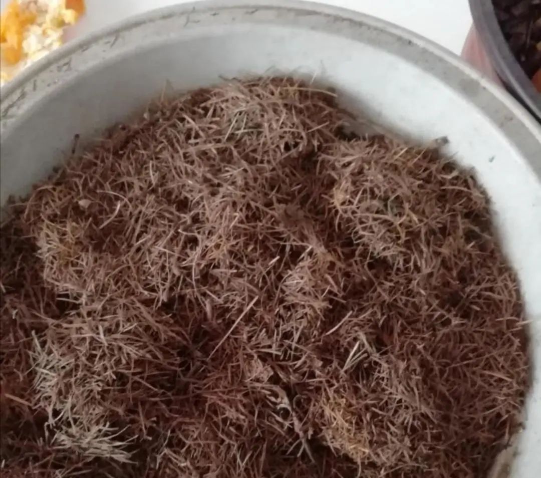 盆土严重板结怎么换土,盆土板结了不换盆怎么办