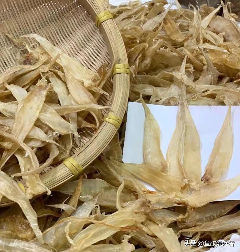 收藏版：全网最全的鱼胶品种，鱼胶品种这么多，你都认识吗？