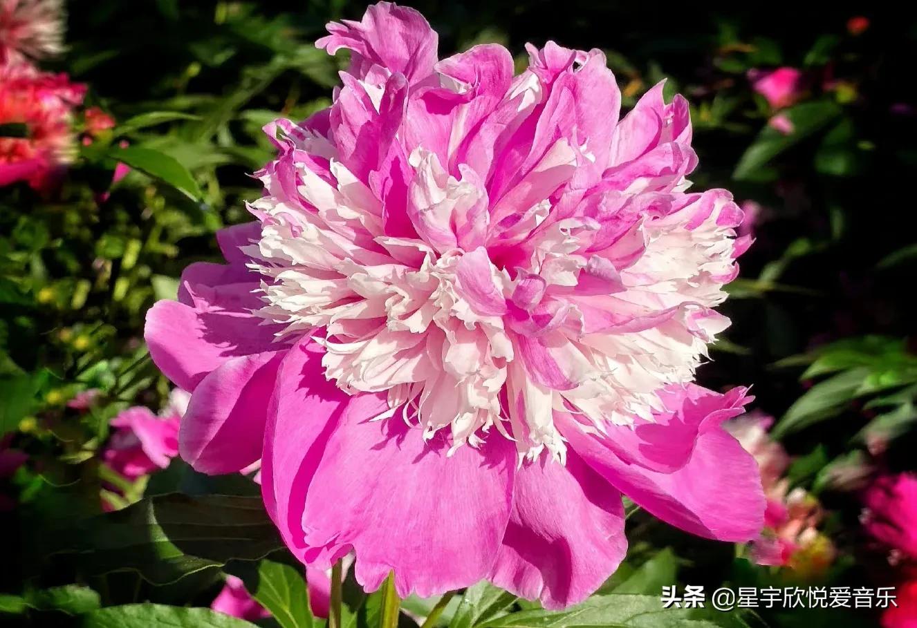 分享图片——不同颜色的芍药花