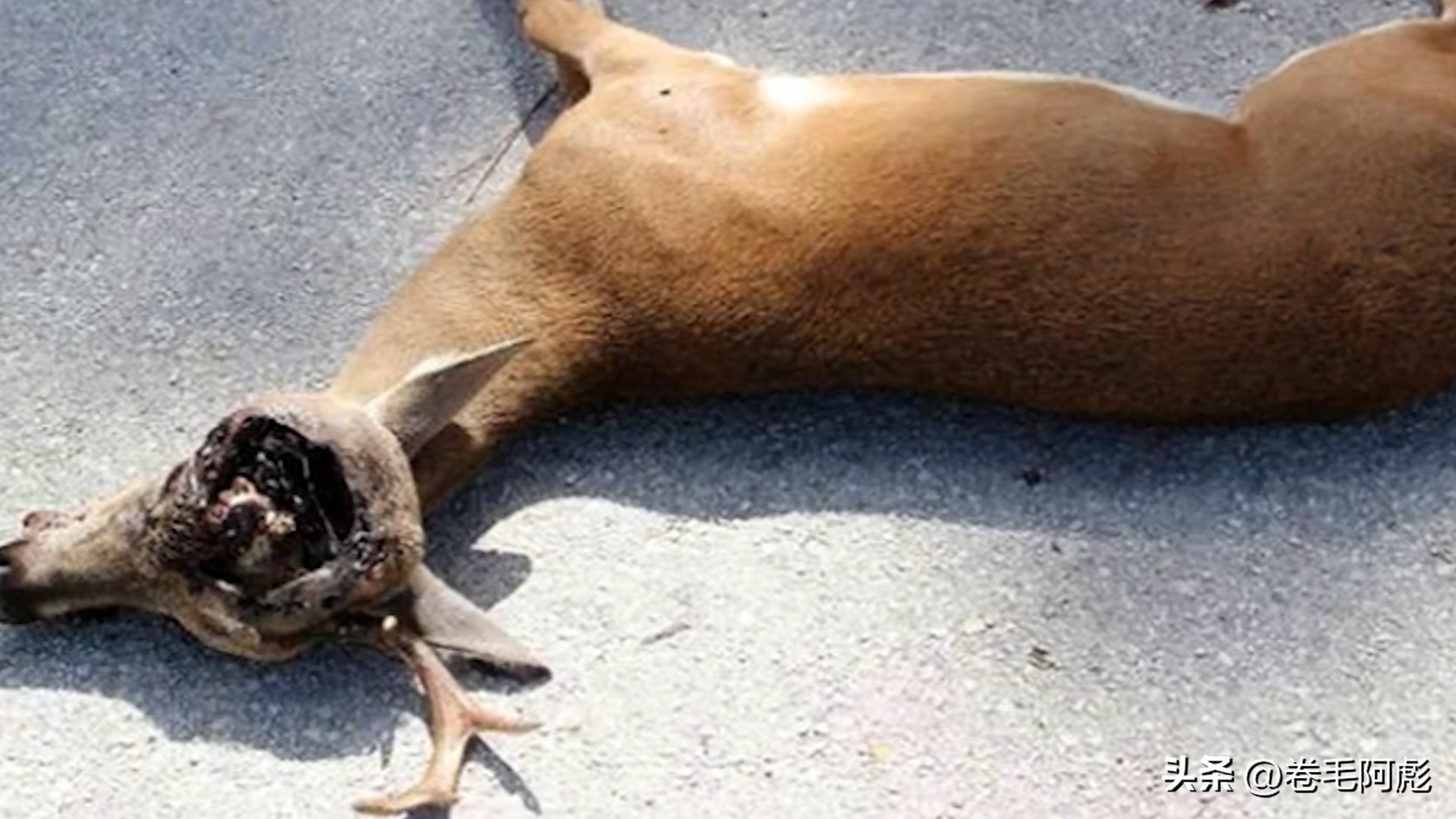 美国女子吃蜱虫被咬死,美国女子被虫子咬