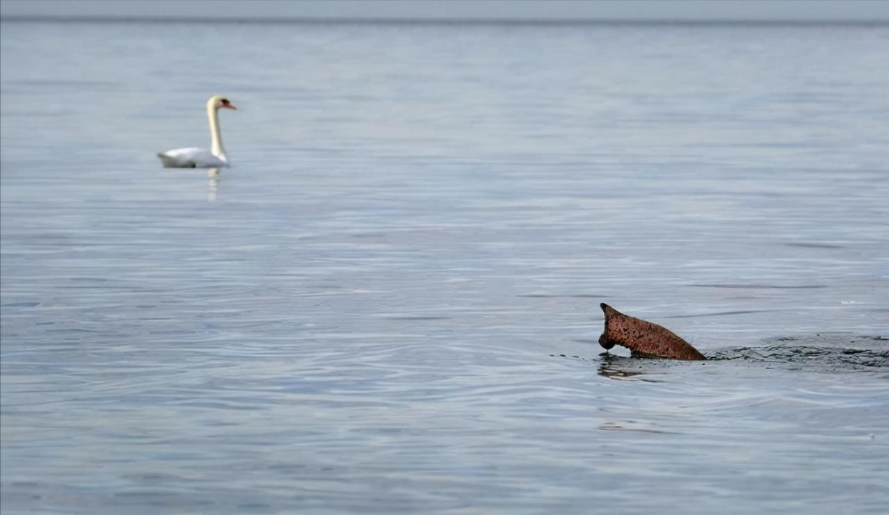 真实大象图片大全可爱,真实野生大象图片