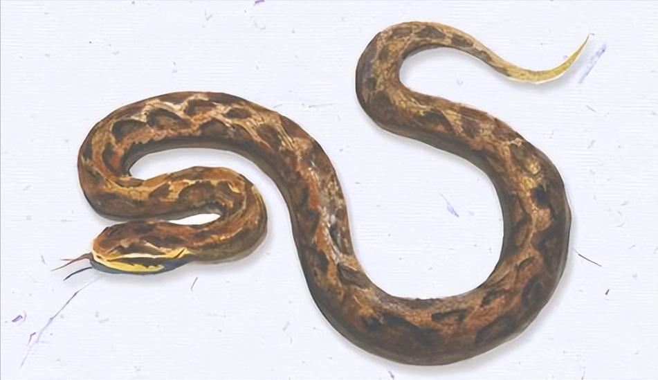 迁坟挖出蛇是真的吗,男人梦见蛇生小蛇是什么预兆