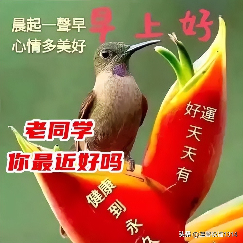 最美早安问候祝福语图片带字温馨,最温馨带字的早安问候图片图文