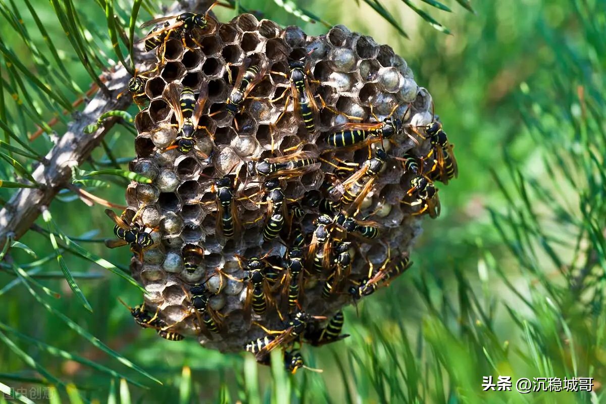 扫墓遇野蜂围攻20人被蜇伤,被野蜂蜇伤民警赶到及时送医