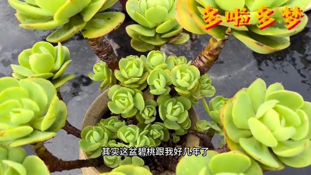 大碧桃如何种在缺口盆,大棵多肉换盆方法