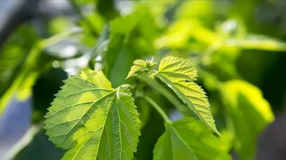 安县魔芋、平武果梅……四川绵阳的地标农产品个个都很赞