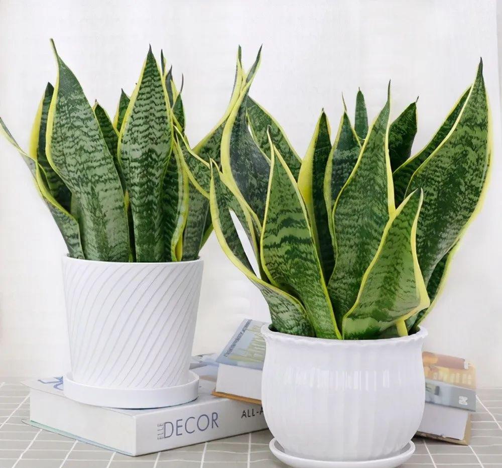 家里养什么花净化空气除甲醛,室内养哪些花吸甲醛效果好