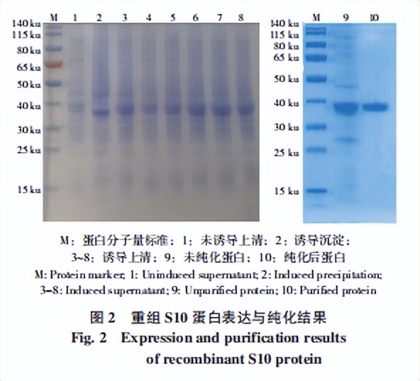 罗非鱼感染嗜水气单胞菌怎样治疗,罗非鱼病毒