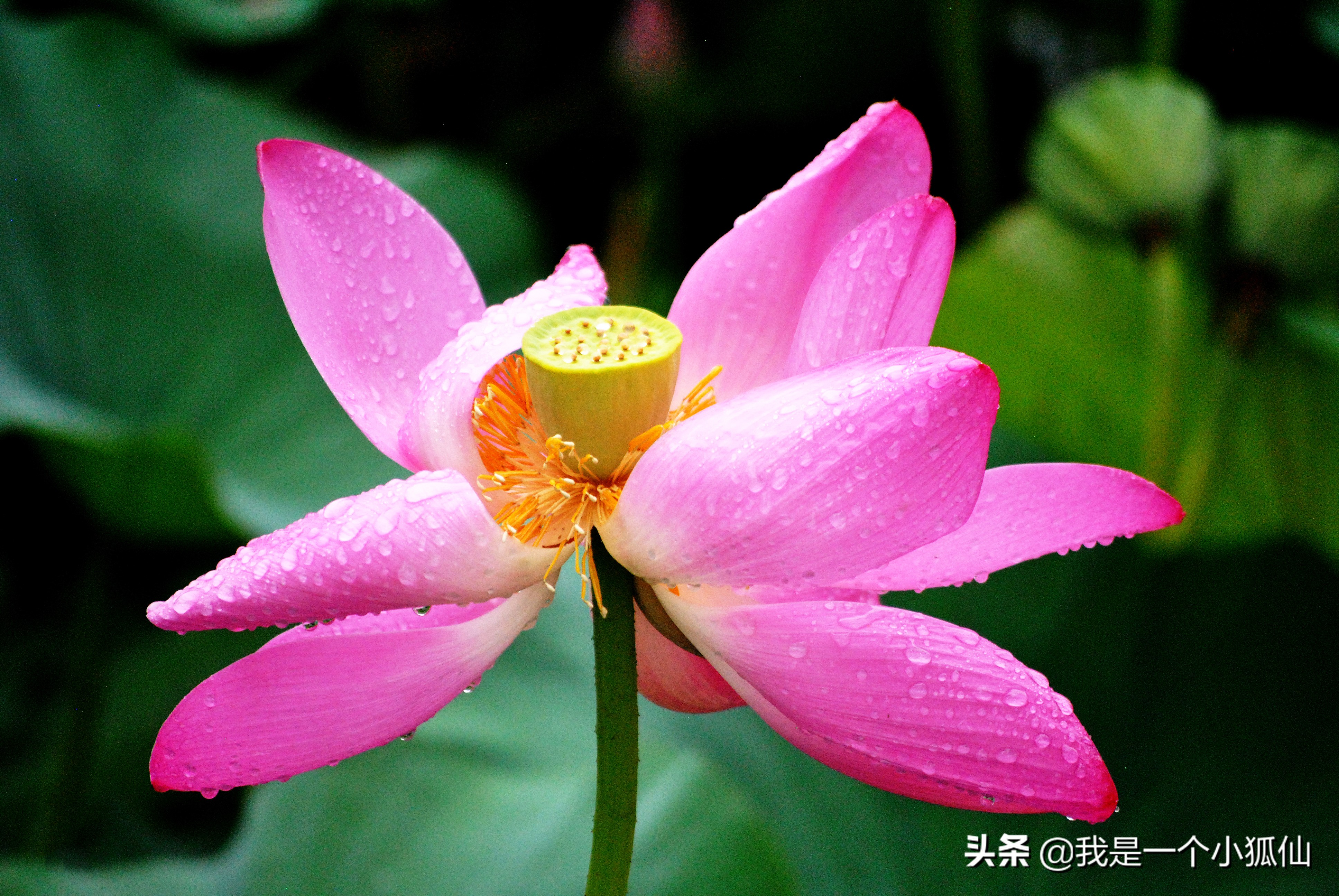 当一个摄影爱好者,如何伪装成摄影爱好者