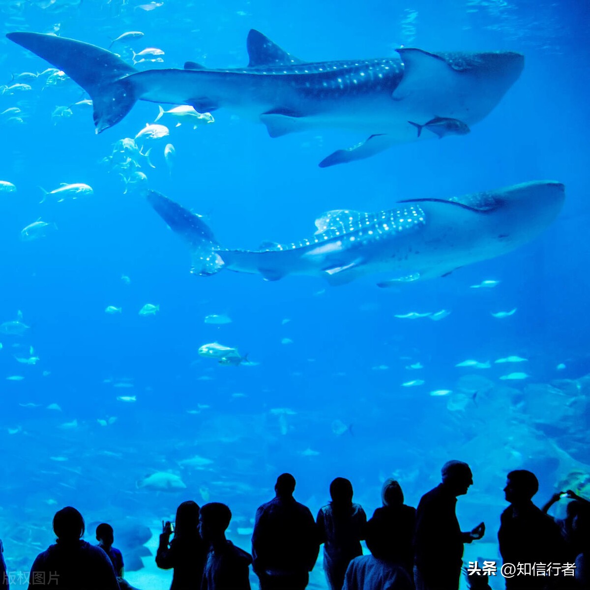 逆向思维的8种盈利模式,运用逆向思维打破陷阱助你成功