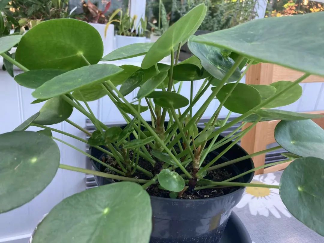 适合家中养的绿植大盆栽耐干旱,最好养的客厅绿植大盆栽