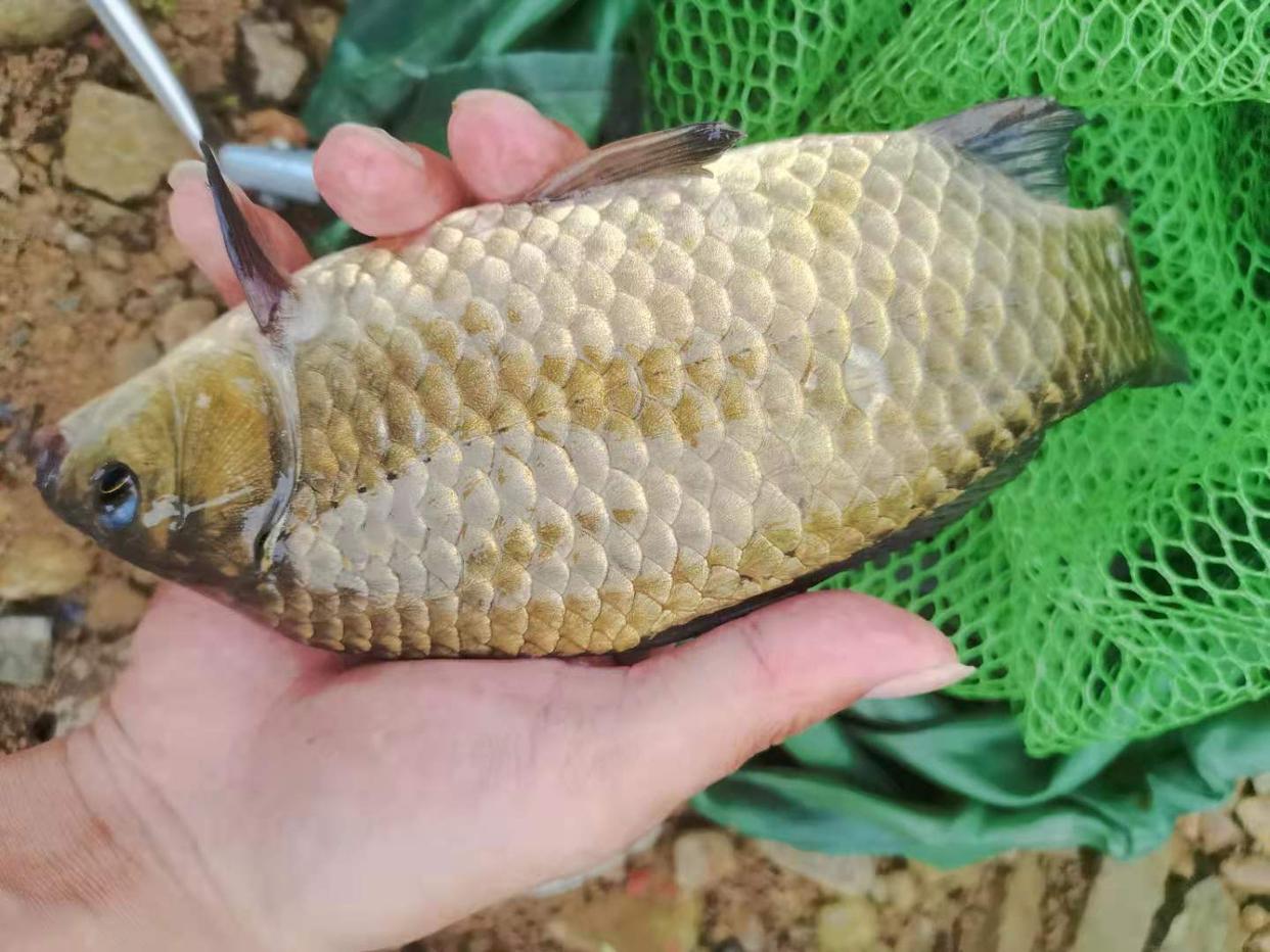 不要为春节亲戚朋友送来的滋补品而烦恼，不想吃可用来钓鱼