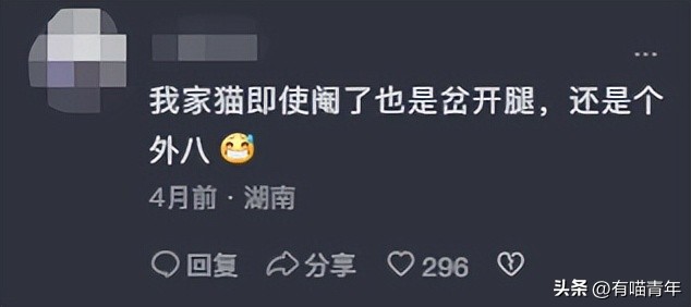 猫咪怎么看是女猫还是男猫,猫咪性别辨认