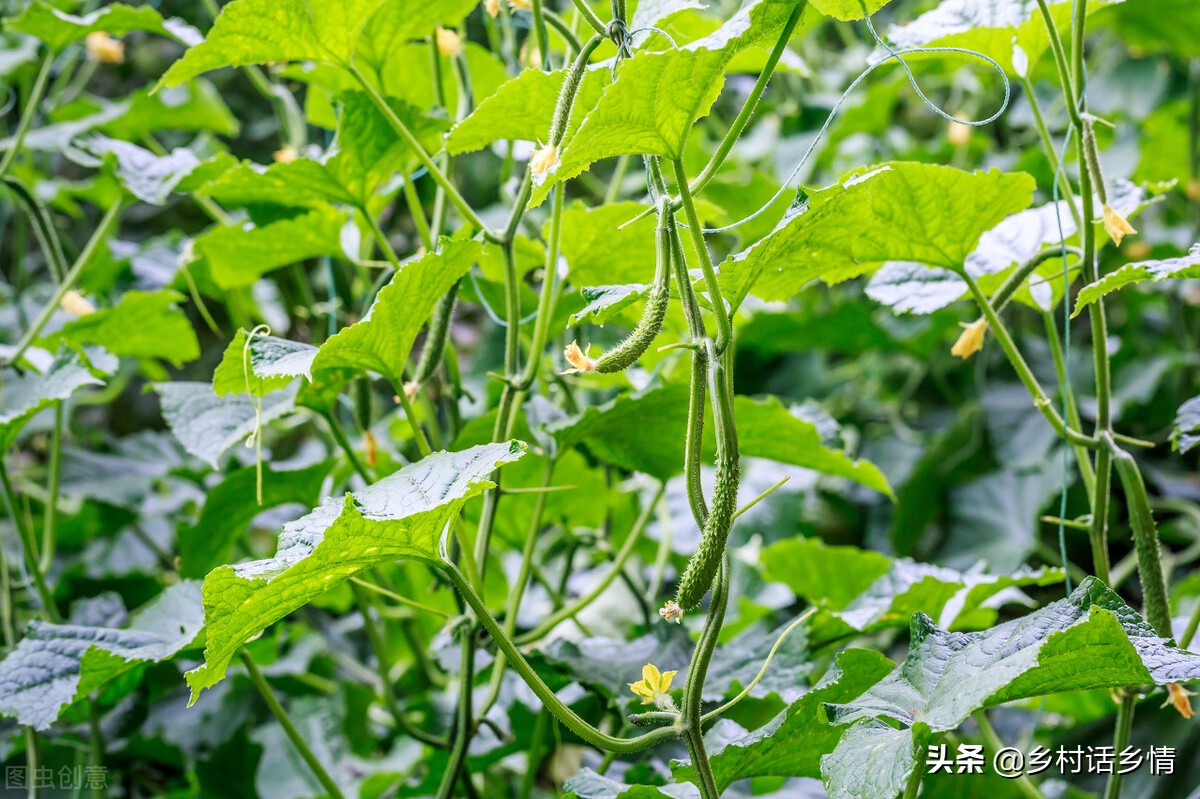 蔬菜有虫子要什么药打,蔬菜不打农药防治虫害最好的方法