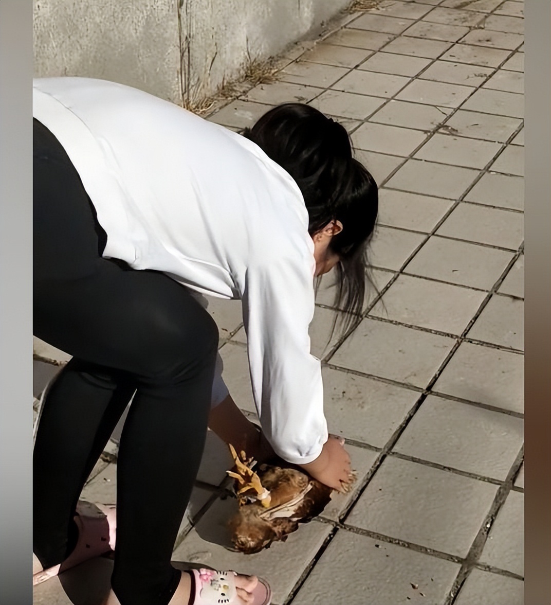 花500元买只宠物 (1元买只宠物鸡)