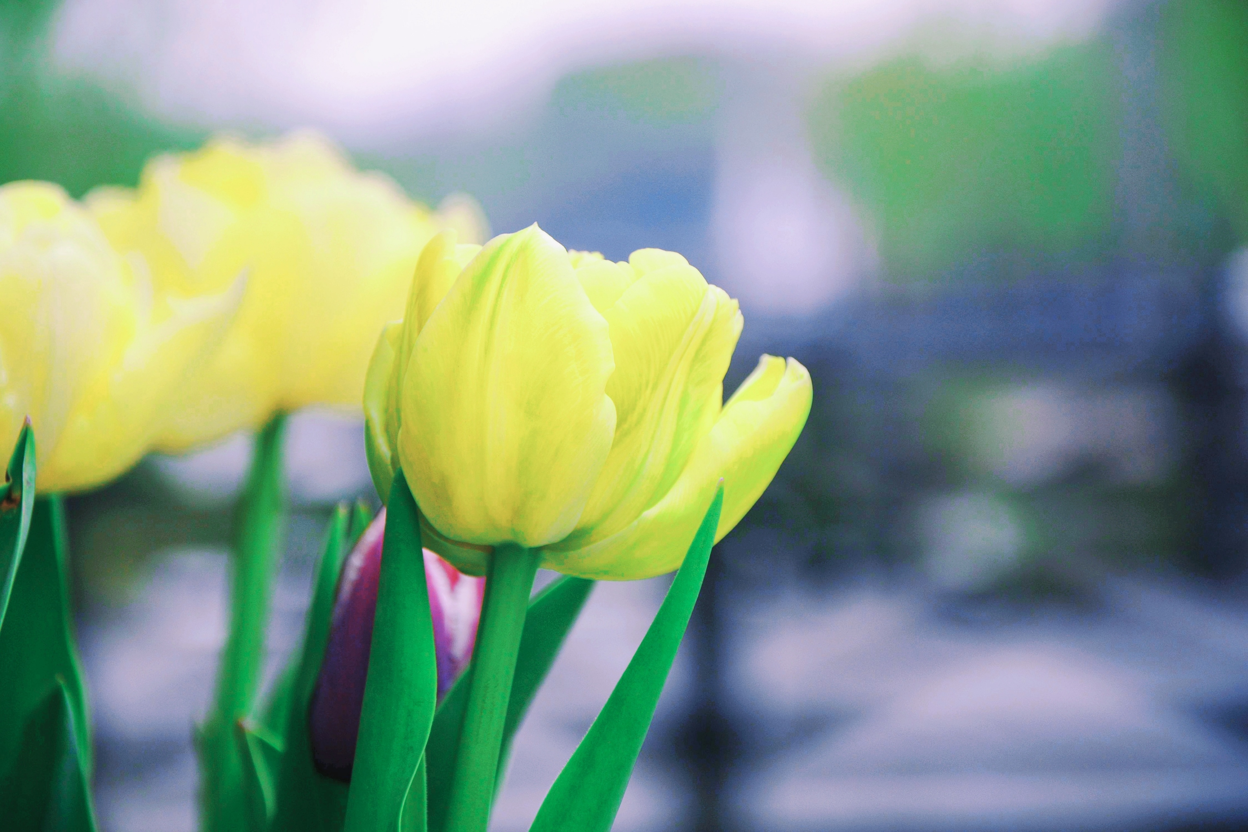 鲜花港郁金香花海,国际鲜花港花海