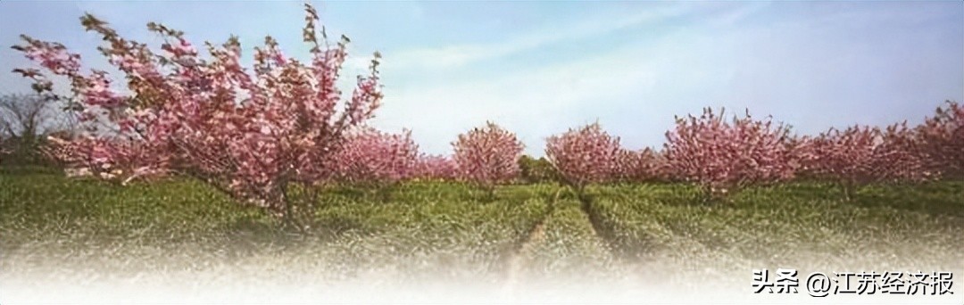 中央专项彩票公益金助力南京晶桥革命老区乡村振兴发展（3）｜晶桥镇擦亮雨花茶“非遗”名片