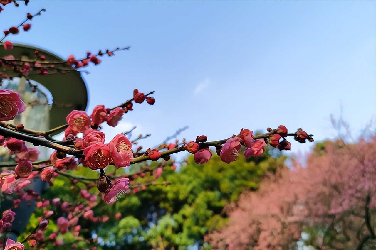 中国各地的市花一览表,中国城市的市花最多的是
