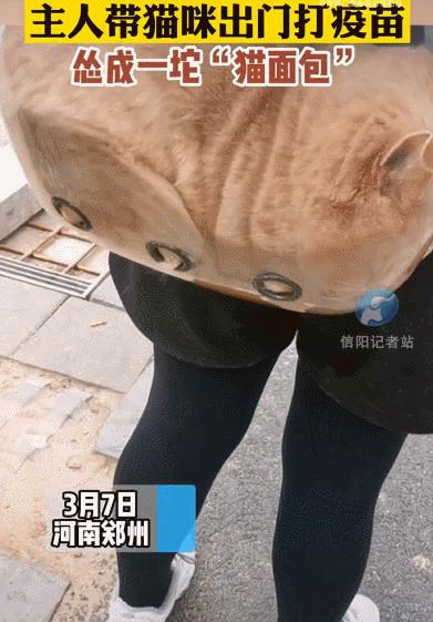 害死猫的网红饰品,盘点那些被人害死的网红猫