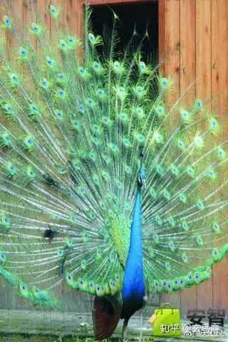 山海经2012白话全译彩图版pdf,山海经海外西经是指哪里